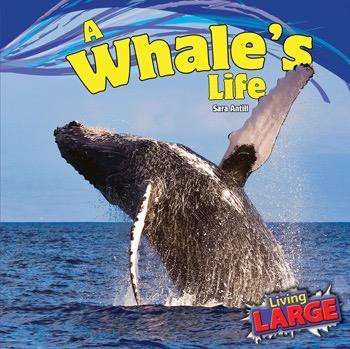 A Whale's Life by Sara Antill, 9781448849789