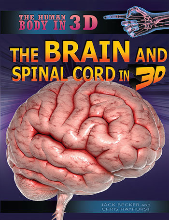 The Brain and Spinal Cord in 3D - 9781499435818 by Jack Becker, Chris Hayhurst, 9781499435818