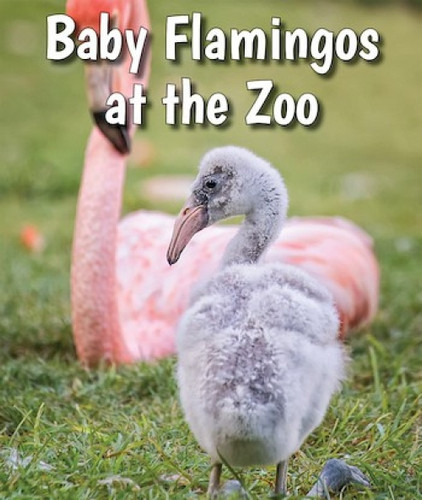 Baby Flamingos at the Zoo - 9780766075818 by Cecelia H. Brannon