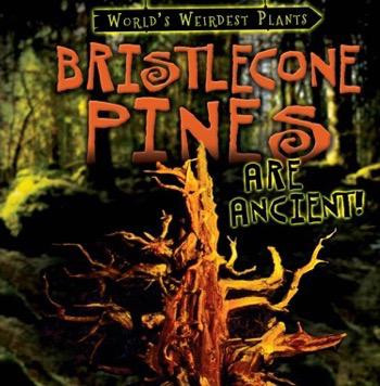 Bristlecone Pines Are Ancient! by Patricia Fletcher, 9781482455991