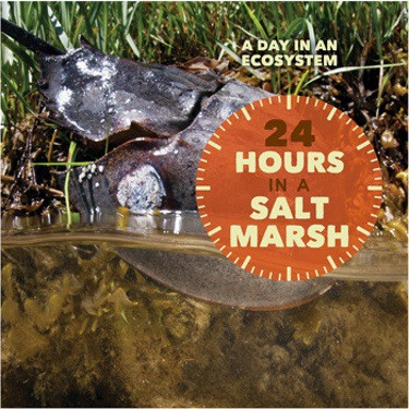 24 Hours in a Salt Marsh by Christy Peterson, 9781502624796