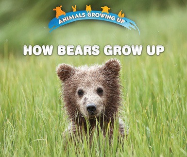 How Bears Grow Up - 9780766096363 by Heather Moore Niver, 9780766096363