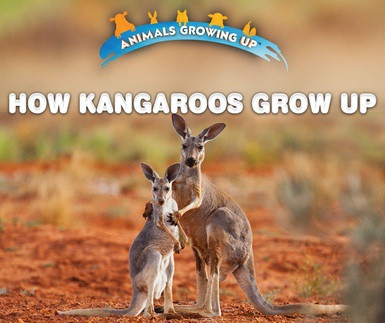 How Kangaroos Grow Up by Heather Moore Niver, 9780766096479