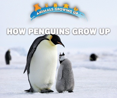 How Penguins Grow Up - 9780766096608 by Lisa Idzikowski, 9780766096608