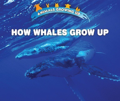 How Whales Grow Up by Lisa Idzikowski, 9780766096639