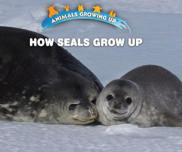 How Seals Grow Up - 9781978508286 by Linda Bozzo, 9781978508286