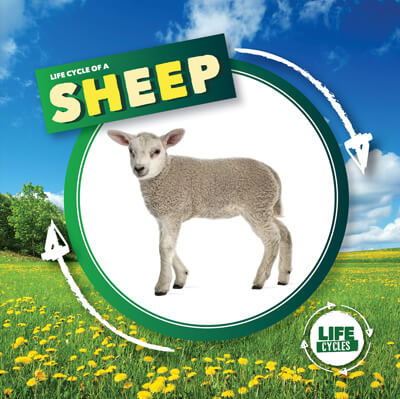 Life Cycle of a Sheep - 9781534540002 by Kirsty Holmes, 9781534540002