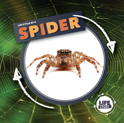 Life Cycle of a Spider by Kirsty Holmes, 9781534540026