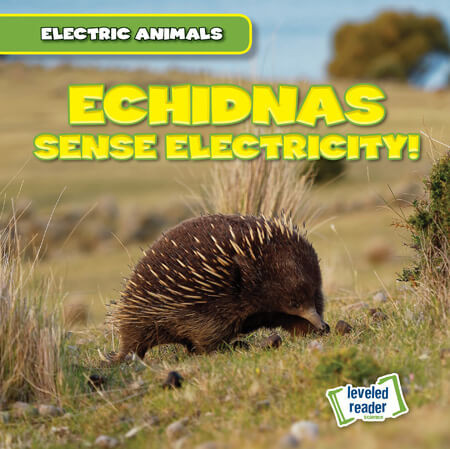 Echidnas Sense Electricity! by Louis Mallory, 9781538292877
