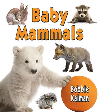 Baby Mammals by Bobbie Kalman, 9780778710134