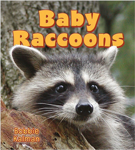 Baby Raccoons - 9780778739630 by Bobbie Kalman, 9780778739630