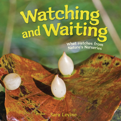 Watching and Waiting (What Hatches from Nature's Nurseries) by Sara Levine, 9798765648940