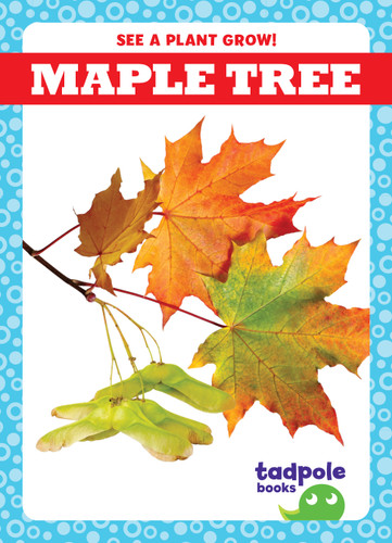 Maple Tree - 9781636907000 by Charlie W. Sterling, 9781636907000