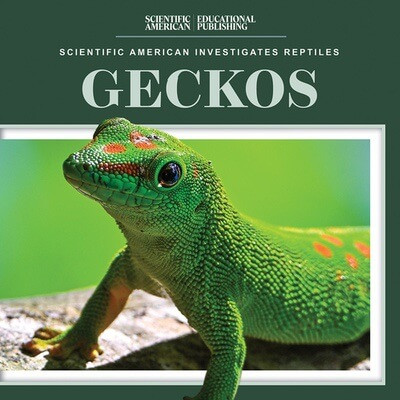 Geckos - 9781725352865 by Jagger Youssef, 9781725352865