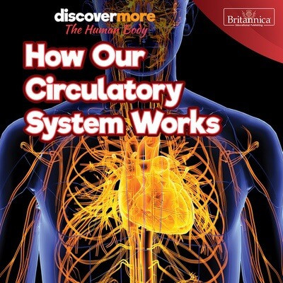 How Our Circulatory System Works by Dwight Morris, 9781641904360