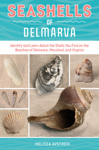 Seashells of Delmarva (Identify and Learn About the Shells You Find on the Beaches of Delaware, Maryland, and Virginia) by Melissa Avstreih, 9780764371127