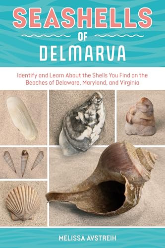 Seashells of Delmarva (Identify and Learn About the Shells You Find on the Beaches of Delaware, Maryland, and Virginia) by Melissa Avstreih, 9780764371127