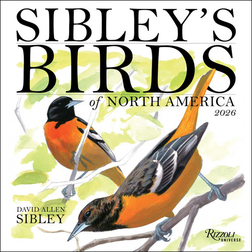 Sibley's Birds of North America 2026 Wall Calendar by David Allen Sibley, 9780789348715