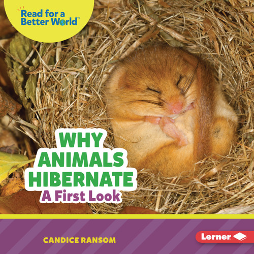 Why Animals Hibernate (A First Look) by Candice Ransom, 9798348039608
