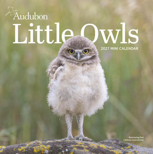 Audubon Little Owls Mini Wall Calendar 2027 (A Year of Fluffy and Round Owls) by National Audubon Society, Workman Calendars, 9781523533398