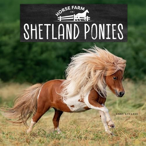 Shetland Ponies by Anne Accardi, 9781978580909