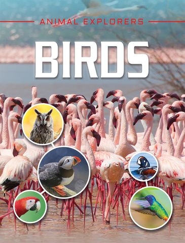 Birds by Michael Leach, Meriel Lland, 9781978509757