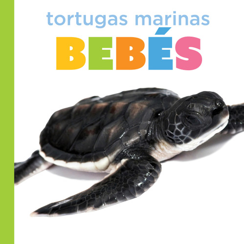 Tortugas marinas bebés (Spanish Edition) by Graham Morgan, 9798896803881