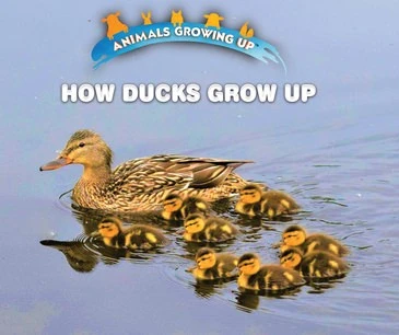 How Ducks Grow Up by Linda Bozzo, 9781978507203