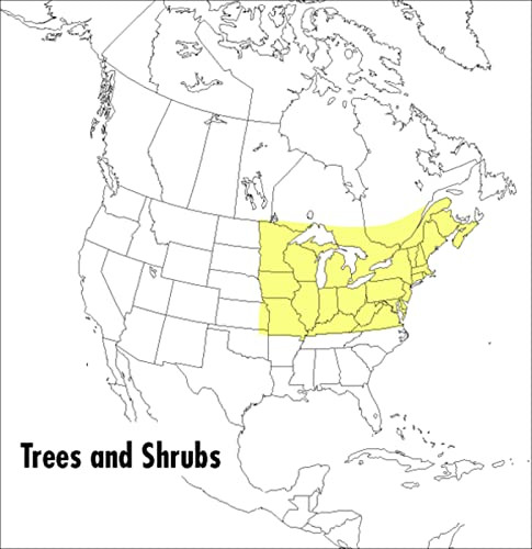 A Peterson Field Guide To Trees And Shrubs (Northeastern and north-central United States and southeastern and south-centralCanada) by Roger Tory Peterson, 9780395353707