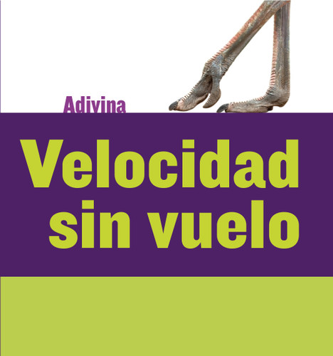 Velocidad sin vuelo (Fast and Flightless) (Avestruz (Ostrich)) (Spanish Edition) by Kelly Calhoun, 9781634714464