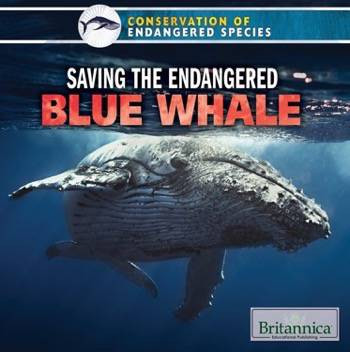 Saving the Endangered Blue Whale by Simone Payment, 9781508100522