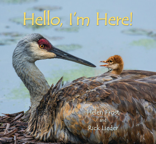 Hello, I'm Here! by Helen Frost, Rick Lieder, 9780763698584