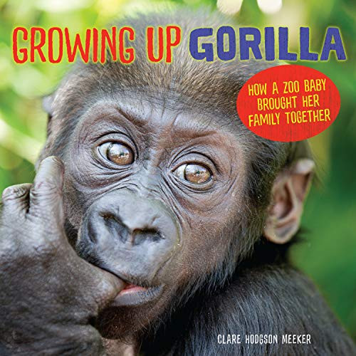 Growing Up Gorilla (How a Zoo Baby Brought Her Family Together) by Clare Hodgson Meeker, 9781541542402