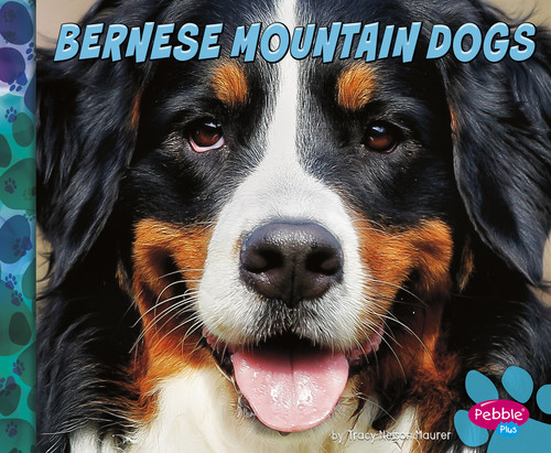 Bernese Mountain Dogs by Allan Morey, 9781491479827