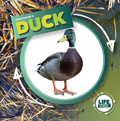 Life Cycle of a Duck by Kirsty Holmes, 9781534537828