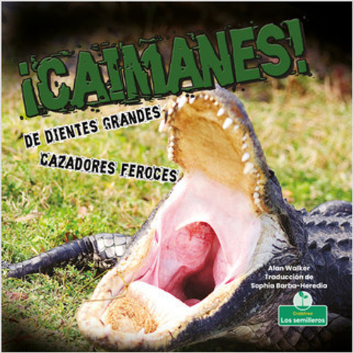 ¡Caimanes! De dientes grandes. Cazadores feroces (Alligators! Big Teeth, Fierce Hunters) by Alan Walker, Sophia Barba-Heredia, Gilda Kupferman, 9781039618190