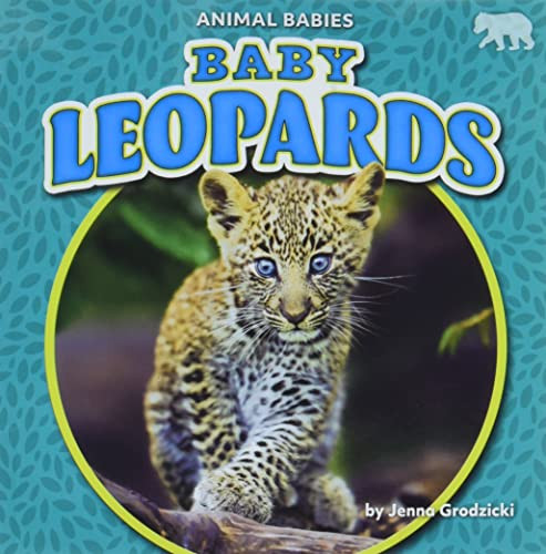 Baby Leopards by Jenna Grodzicki, 9781636913636