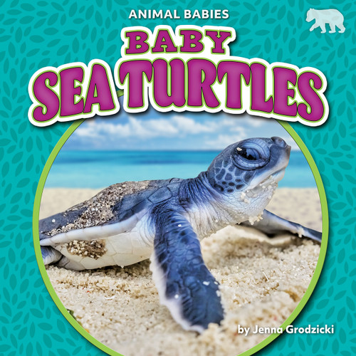 Baby Sea Turtles by Jenna Grodzicki, 9781636913650