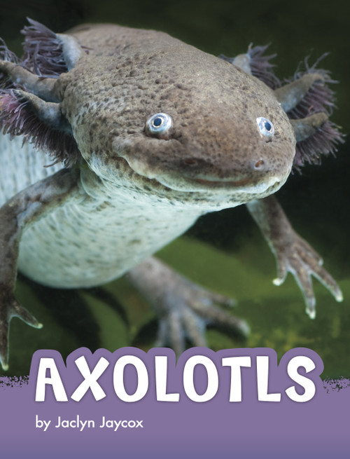 Axolotls by Jaclyn Jaycox, 9781666342789