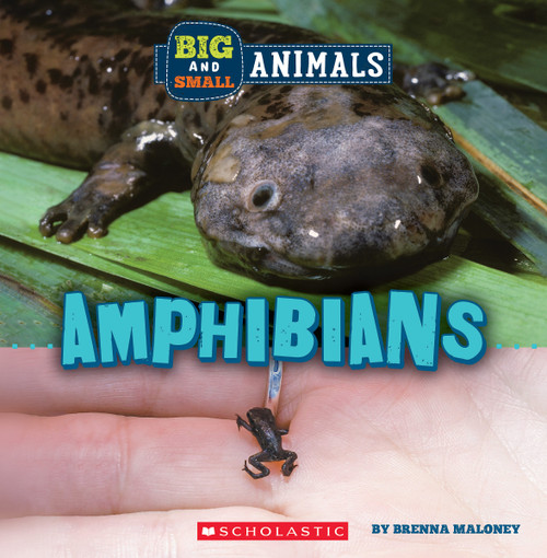 Amphibians (Wild World: Big and Small Animals) - 9781338853476 by Brenna Maloney, 9781338853476