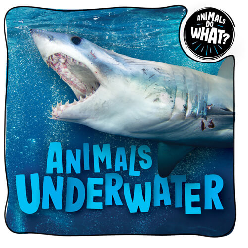 Animals Underwater by Brenda McHale, 9781978531444
