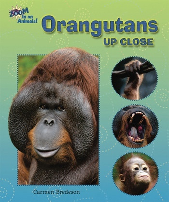 Orangutans Up Close - 9781598454192 by Carmen Bredeson, 9781598454192