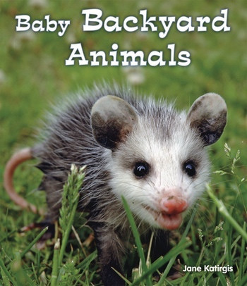 Baby Backyard Animals by Jane Katirgis, 9780766037953