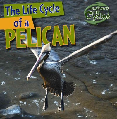 The Life Cycle of a Pelican - 9781433946844 by Anna Kingston, 9781433946844