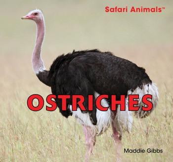 Ostriches - 9781448825097 by Maddie Gibbs, 9781448825097