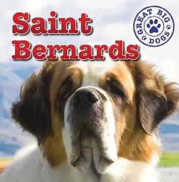 St. Bernards by Maria Nelson, 9781433957901