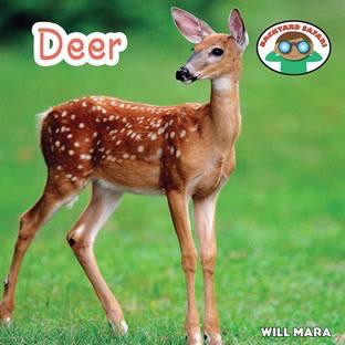 Deer - 9781627123044 by Wil Mara, 9781627123044