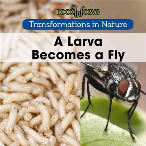 A Larva Becomes a Fly by Amy Hayes, 9781502608307