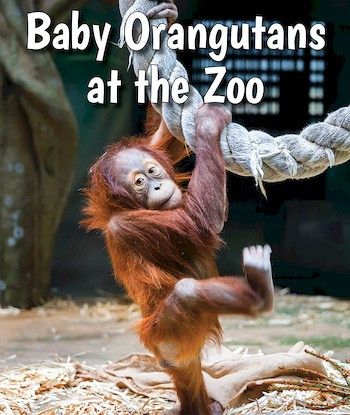 Baby Orangutans at the Zoo - 9780766079175 by Cecelia H. Brannon, 9780766079175