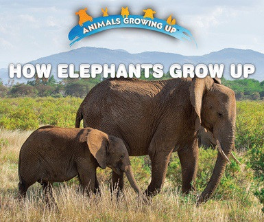 How Elephants Grow Up by Heather Moore Niver, 9780766096431